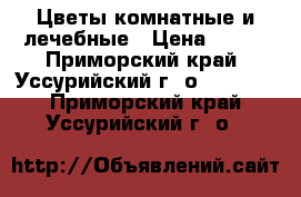 Цветы комнатные и лечебные › Цена ­ 400 - Приморский край, Уссурийский г. о.   »    . Приморский край,Уссурийский г. о. 